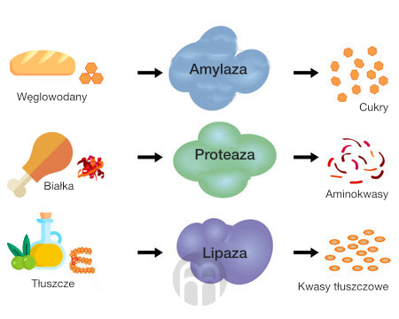 sacharidy-bilkoviny-tuky-infografika-brainmakret-pl